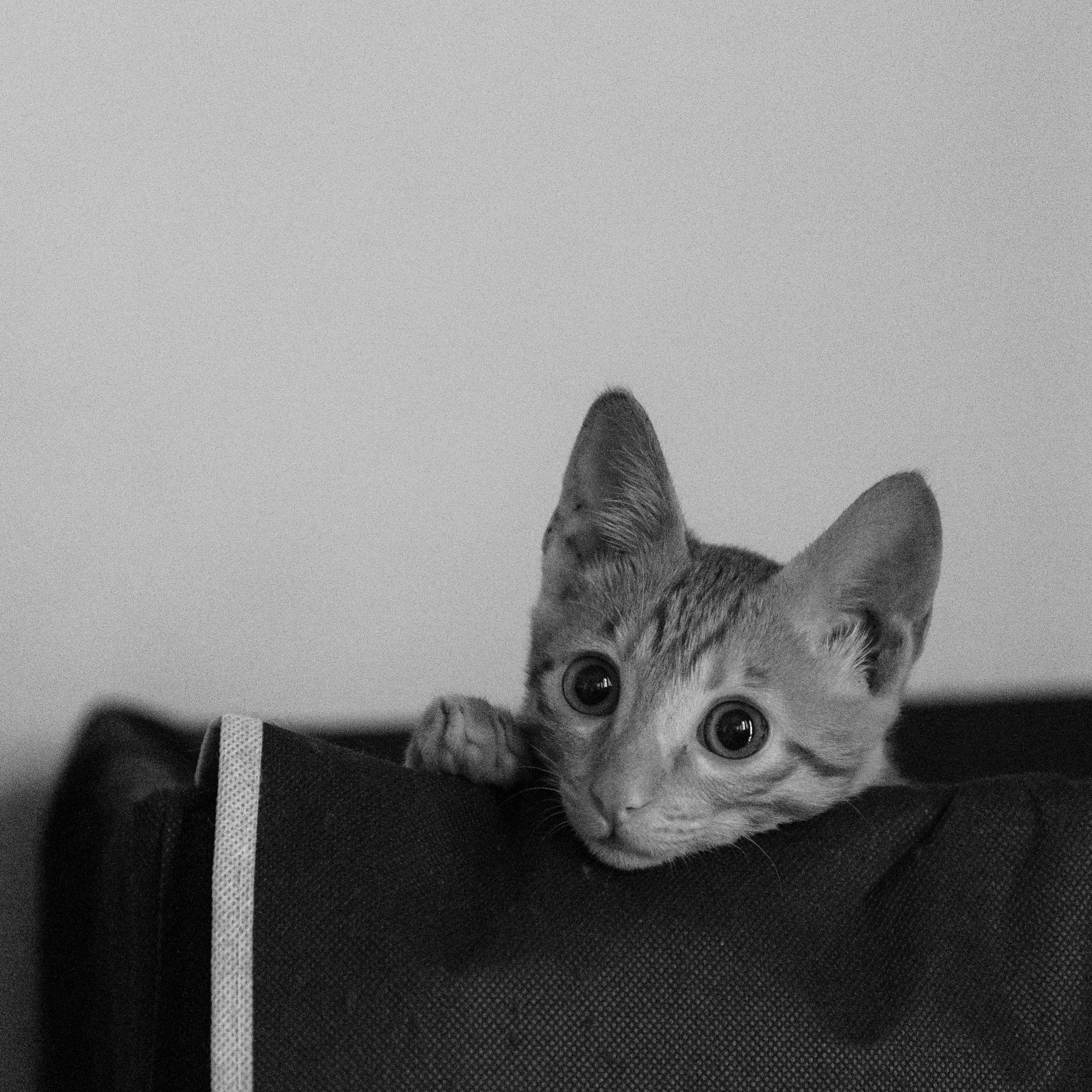 kitten head popping out of a bag