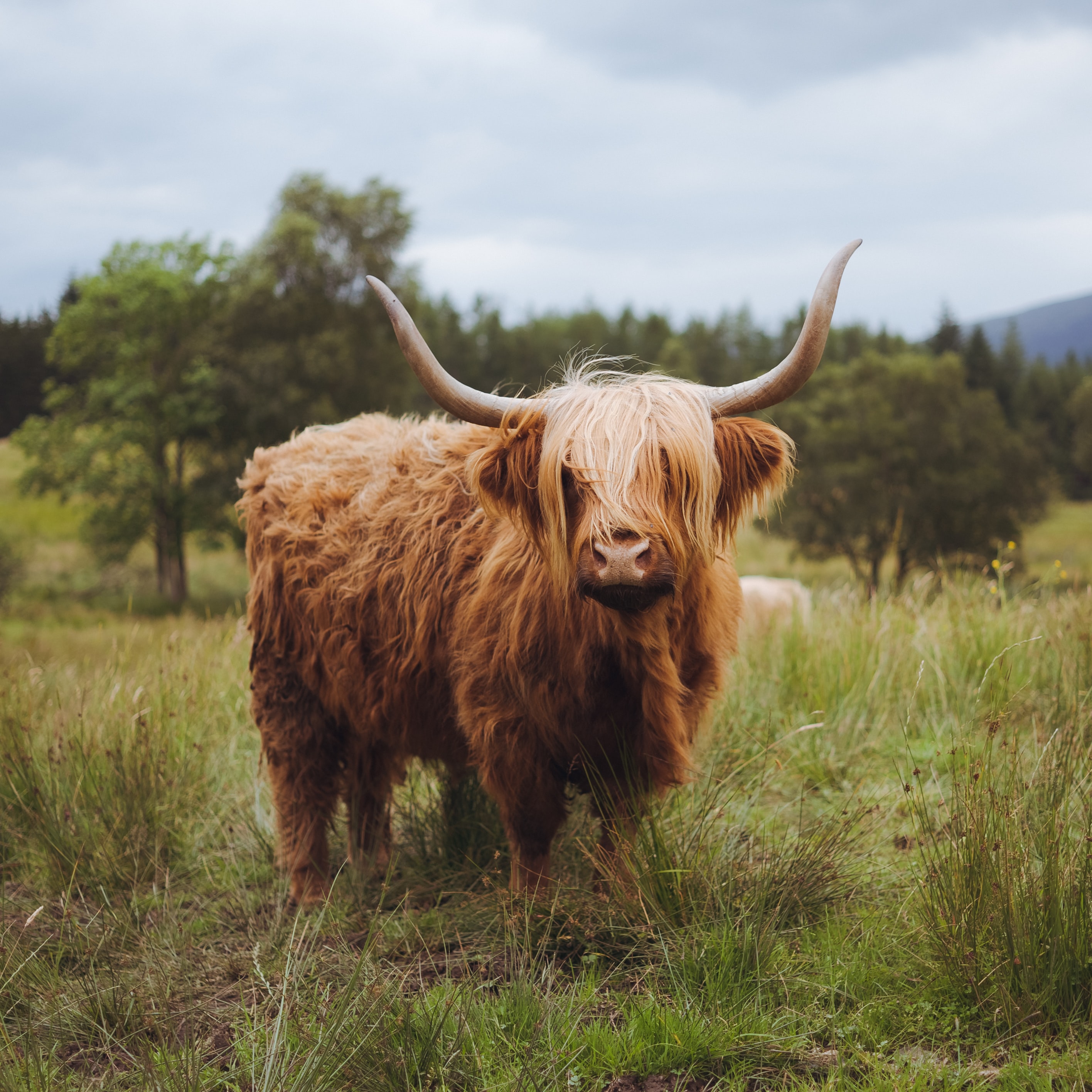 photo of a highland cattle