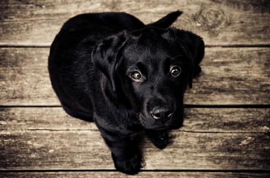 black lab puppy